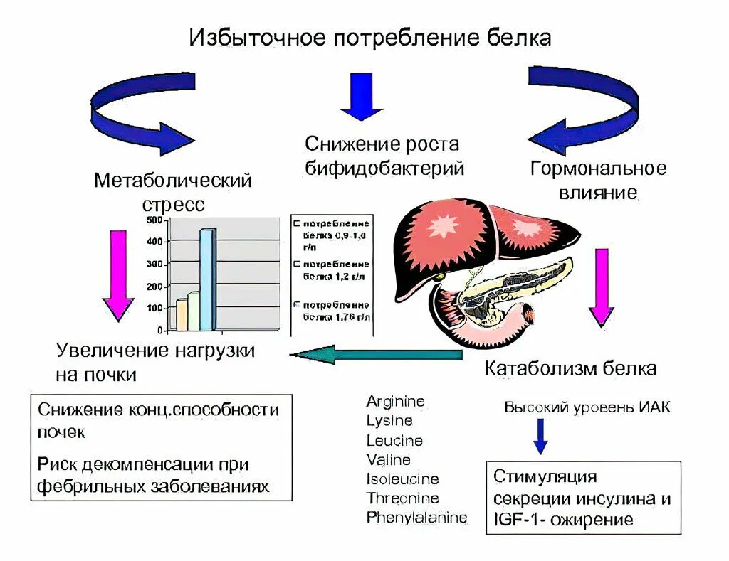 Белковая болезнь. Избыточное потребление белка. Последствия избыточного потребления белка. Избыточное потребление белка приводит к. При избыточном потреблении белков с пищей.