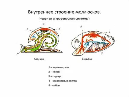 Брюхоногие строение