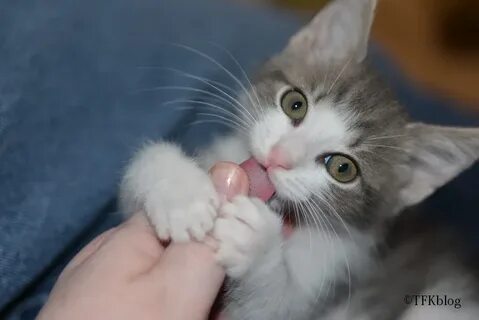 Biting hand