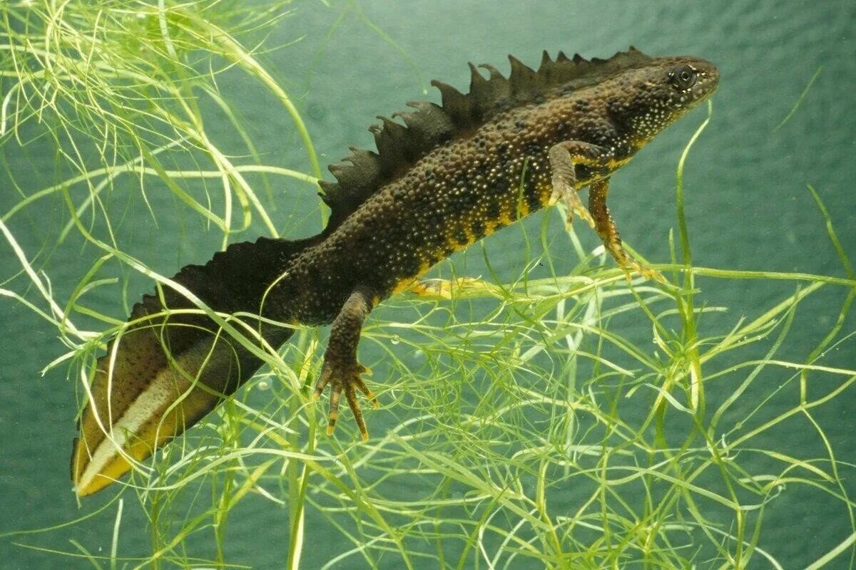 Карликовый мраморный тритон. Тритон огненная саламандра. Тритон гребенчатый (ящерица). Тритон земляной. Мраморный тритон.