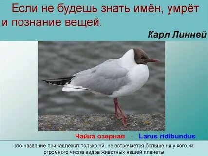 Почему чаек называют чайками