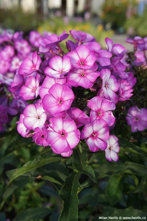 Флокс свит саммер. Флокс sweet summer fantasy. Флокс свит саммер фэнтези. Флокс метельчатый сортосерия свит саммер оушн. Флокс свит саммер фэнтези.