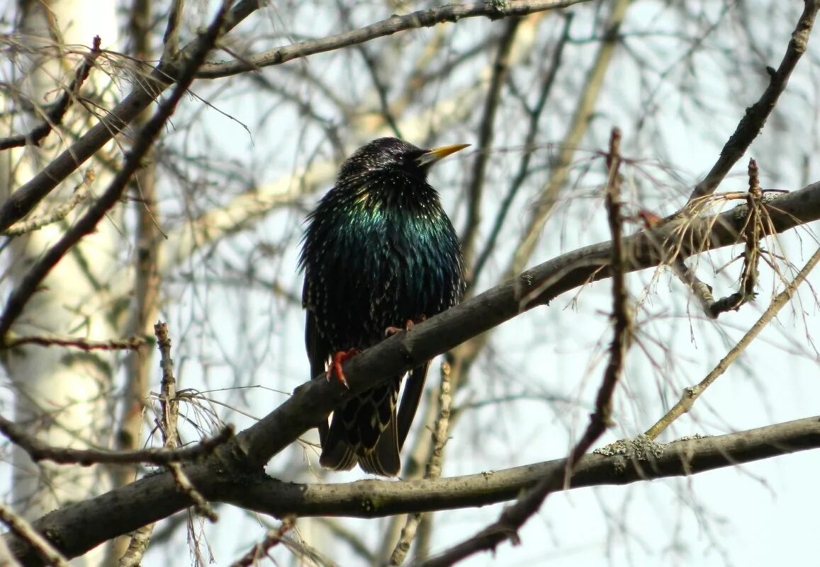 скворец в полете. камбоджийский скворец. зимующие скворцы. скворец. птенец скворца.