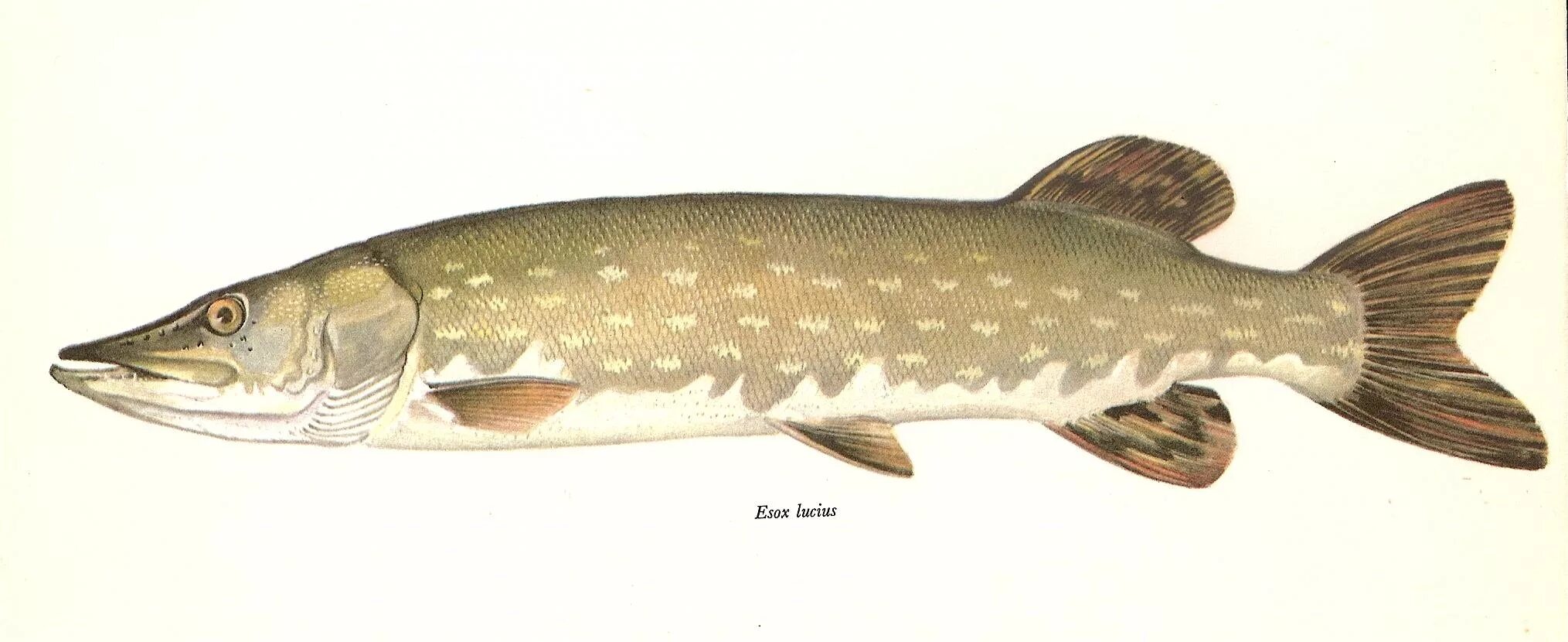 Обыкновенная щука (Esox Lucius). Esox Lucius рыба. Вид обыкновенная щука - Esox Lucius. Рыба щука Esox Lucius.