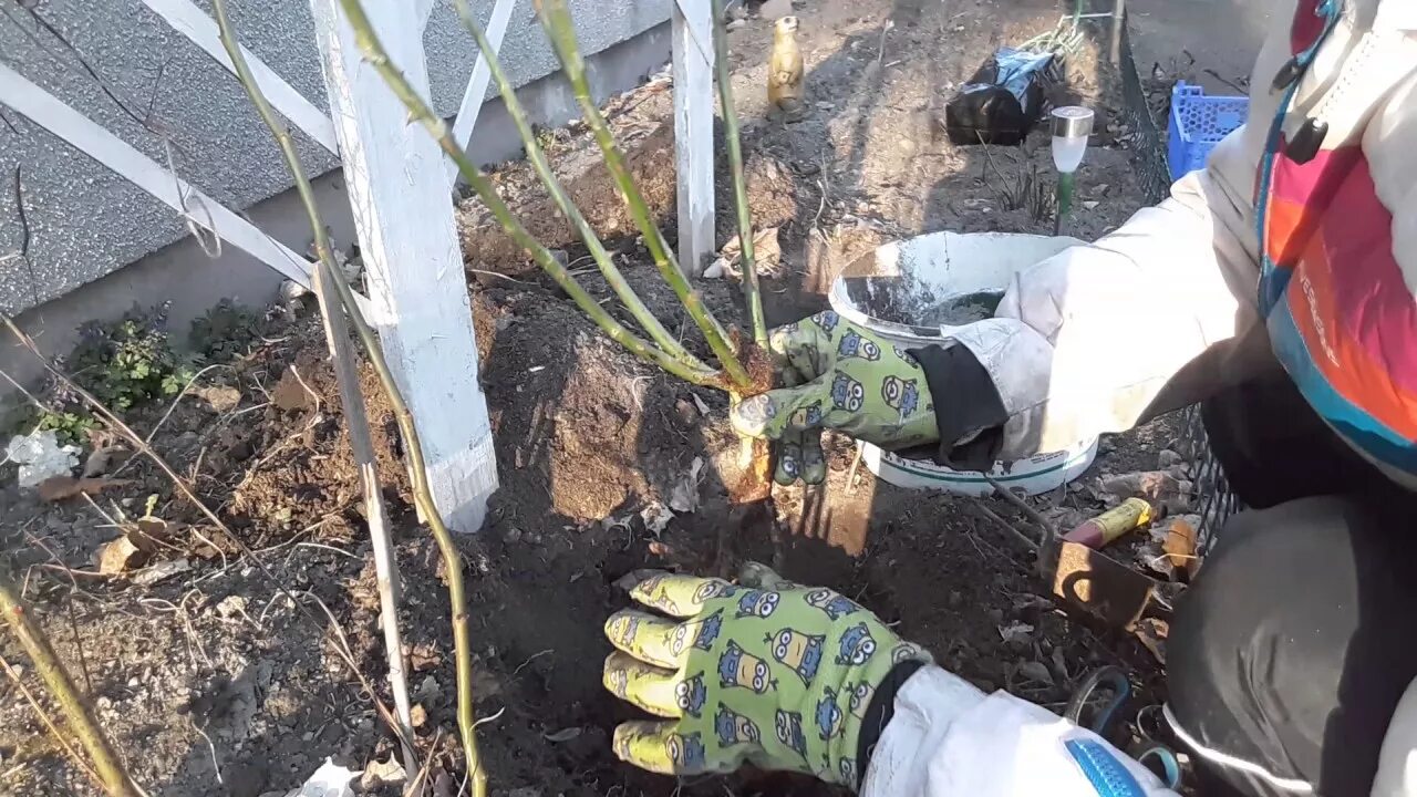 Посадка роз весной в открытый. Саженец плетистой розы. Посадка плетистой розы весной.