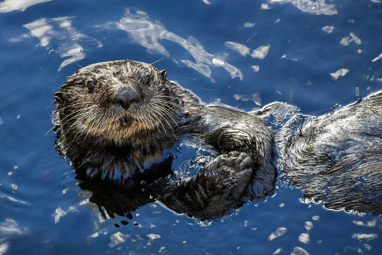 Водные животные это. Выдра в воде. Морская выдра калан. Калан Аляска. Калифорнийский калан.