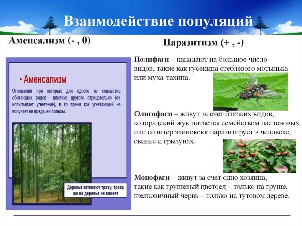 Типы взаимодействия популяций разных видов таблица. Взаимодействие популяций аменсализм. Виды взаимодействия популяций. Виды взаимоотношений в популяции. Типы взаимодействия популяций примеры.