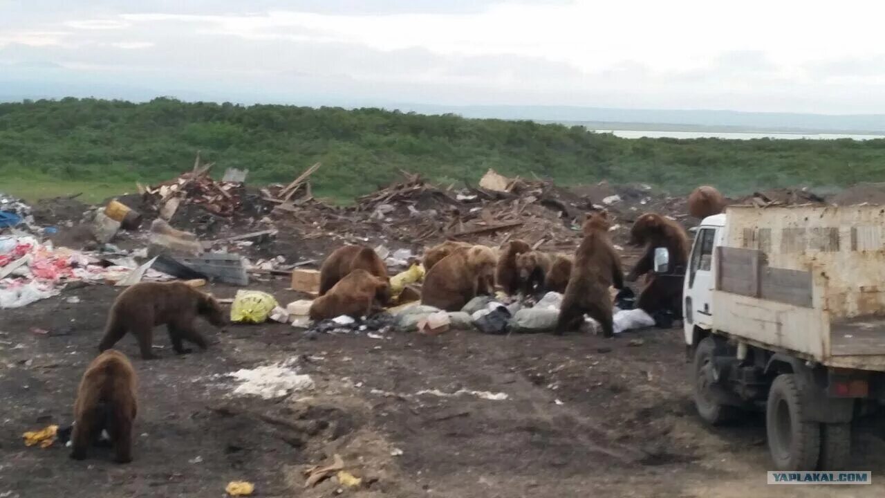 Свалка Петропавловск Камчатский. Медведи на свалке Камчатка. Мусорка на Камчатки с медведями.