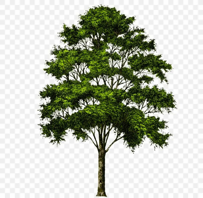Go tree