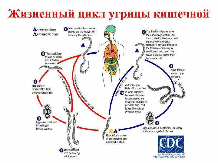 Жизненный цикл угрицы. Цикл развития угрицы кишечной схема. Strongyloides stercoralis жизненный цикл. Цикл развития strongyloides stercoralis. Стадии развития угрицы кишечной схема.