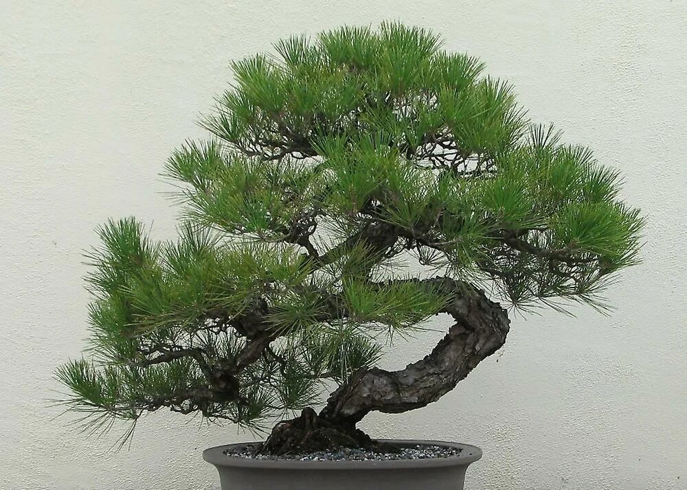 Секвойядендрон бонсай. Бонсай клен обыкновенный. Формы бонсай. Бонсай можжевельник полукаскад. Мирсина бонсай.