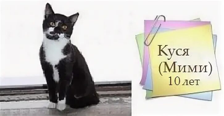 Кошки обнимашки. Кошки. Куся. Кот кусает. Влюбленные кошки.