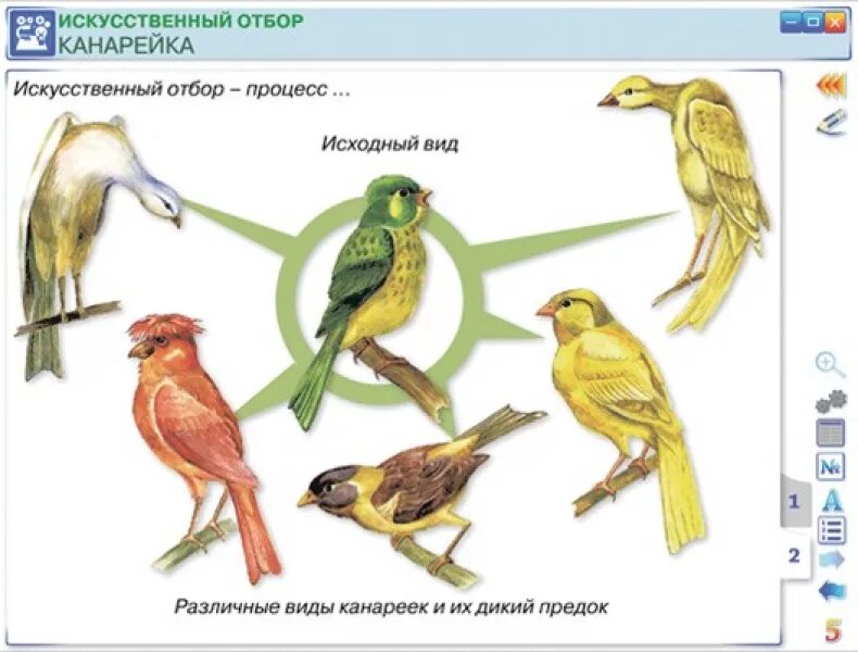Искусственный отбор схема биология 11 класс. Искусственный отбор это в биологии кратко. Теория искусственного отбора. Искусственный отбор. Искусственный отбор биология 11 класс.