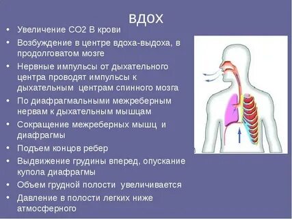 Правильная последовательность выдоха