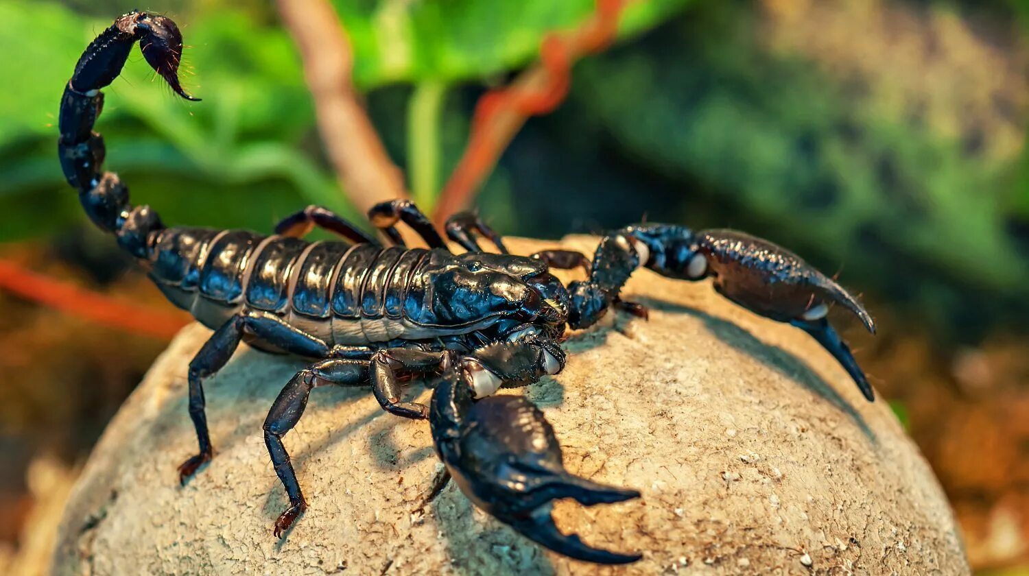 Скорпион черный Императорский. Скорпионы паукообразные. Королевский Скорпион. Гвинейский Императорский Скорпион. Animals scorpions