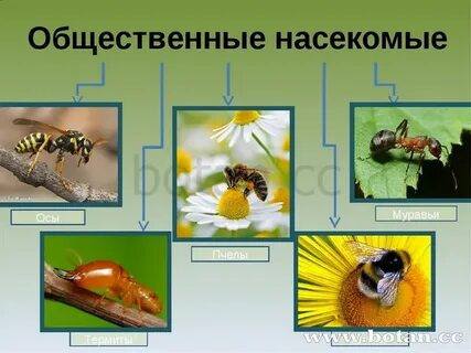 Примеры насекомых 1 класс