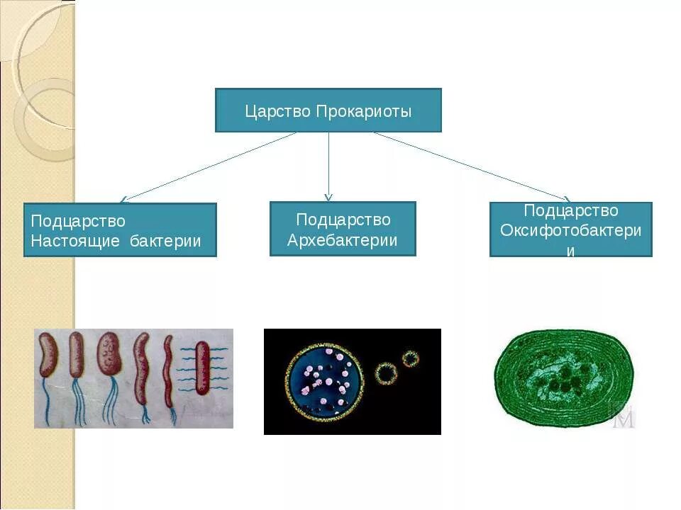 Прокариоты биология 5. Царство бактерии Подцарство настоящие бактерии. Представители подцарства архебактерии. Подцарство бактерии оксифотобактерии. Царство прокариоты классификация Надцарство Подцарство.