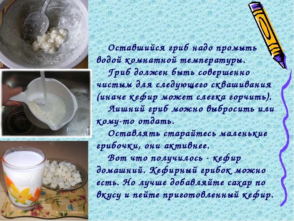 Сколько можно пить гриб. Молочный гриб. Кефирный (тибетский; молочный) гриб. Молочный гриб польза. Тибетский гриб молочный полезен чем.