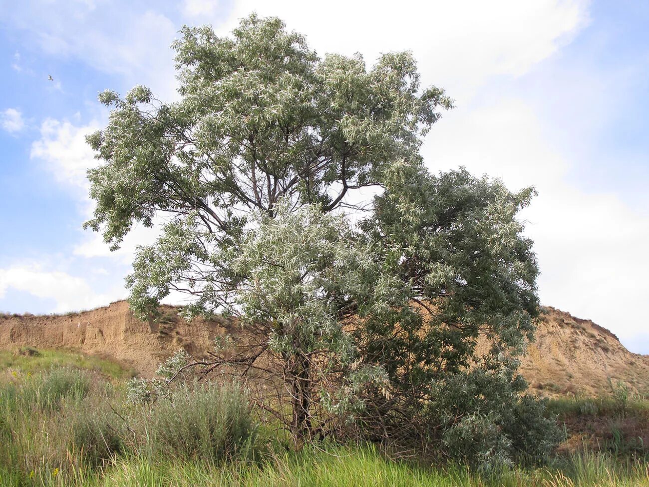 лох серебристый. Elaeagnus commutata (лох серебристый) 'zempin'. Argentea. лох серебристый. лох серебристый (elaeagnus commutata).