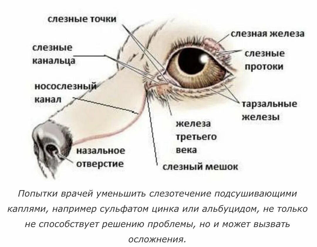 Носослезный канал открывается. Строение слезной железы анатомия. Строение глаза слезная железа. Слезный аппарат анатомия. Анатомия глаза слезный мешок.