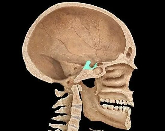 Что такое турея. Турецкое седло клиновидной кости черепа. Клиновидная кость черепа турецкое седло. Турецкое седло, Sella Turcica. Рентгенография основания черепа турецкое седло.