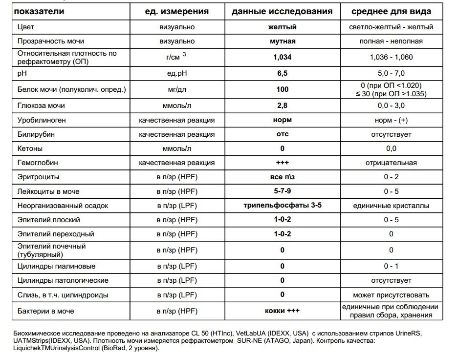 Кетоновый белок в моче. Белок в моче 10 MG/DL У женщин норма. Белок в моче расшифровка анализа. Белок в моче норма у женщин. Норма лейкоцитов в моче в 1 мл.