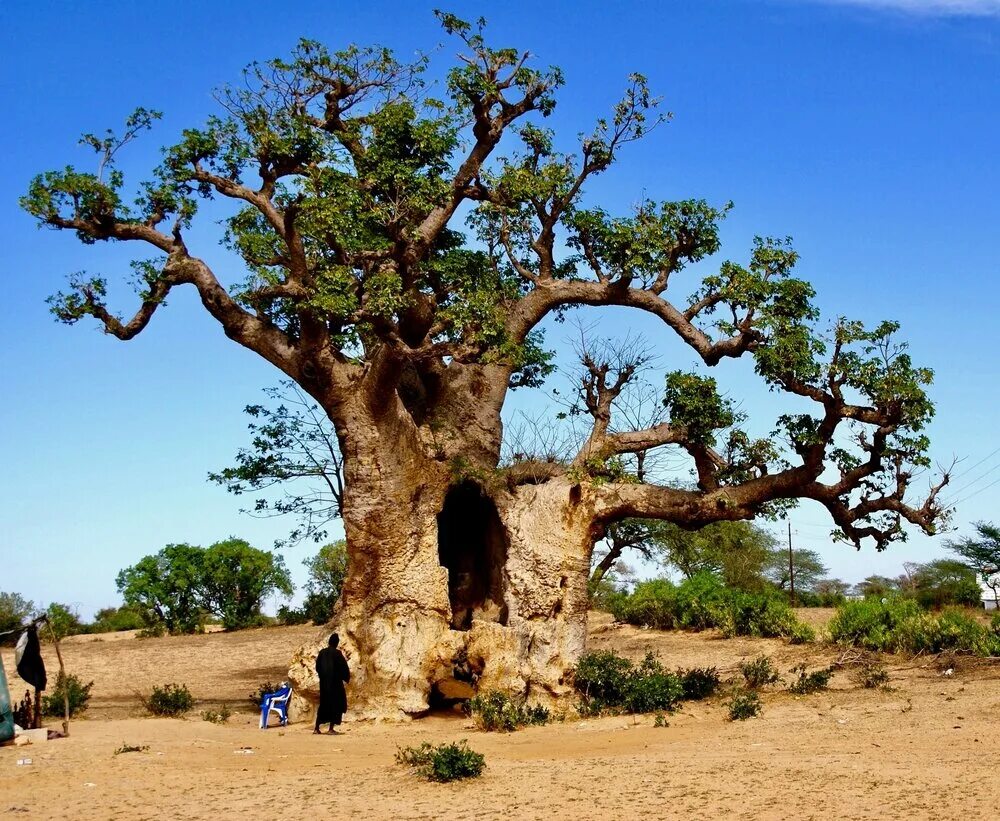 Сенегальский баобаб. Баобаб (Адансония пальчатая. Самое большое дерево в мире баобаб. Эфиопия баобаб. Где находится баобаб