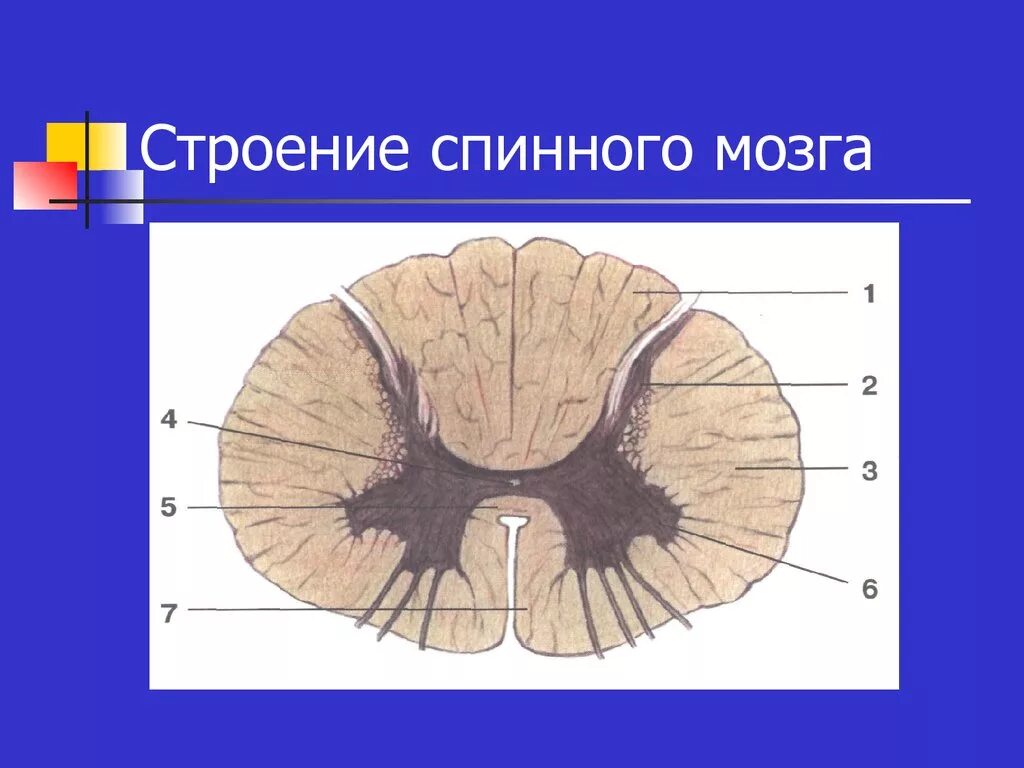 Как выглядит спинной мозг на поперечном. Внутреннее строение спинного мозга срез. Спинной мозг структуры анатомия. Строение спинного мозга без подписей. Строение спинного мозга без обозначений.