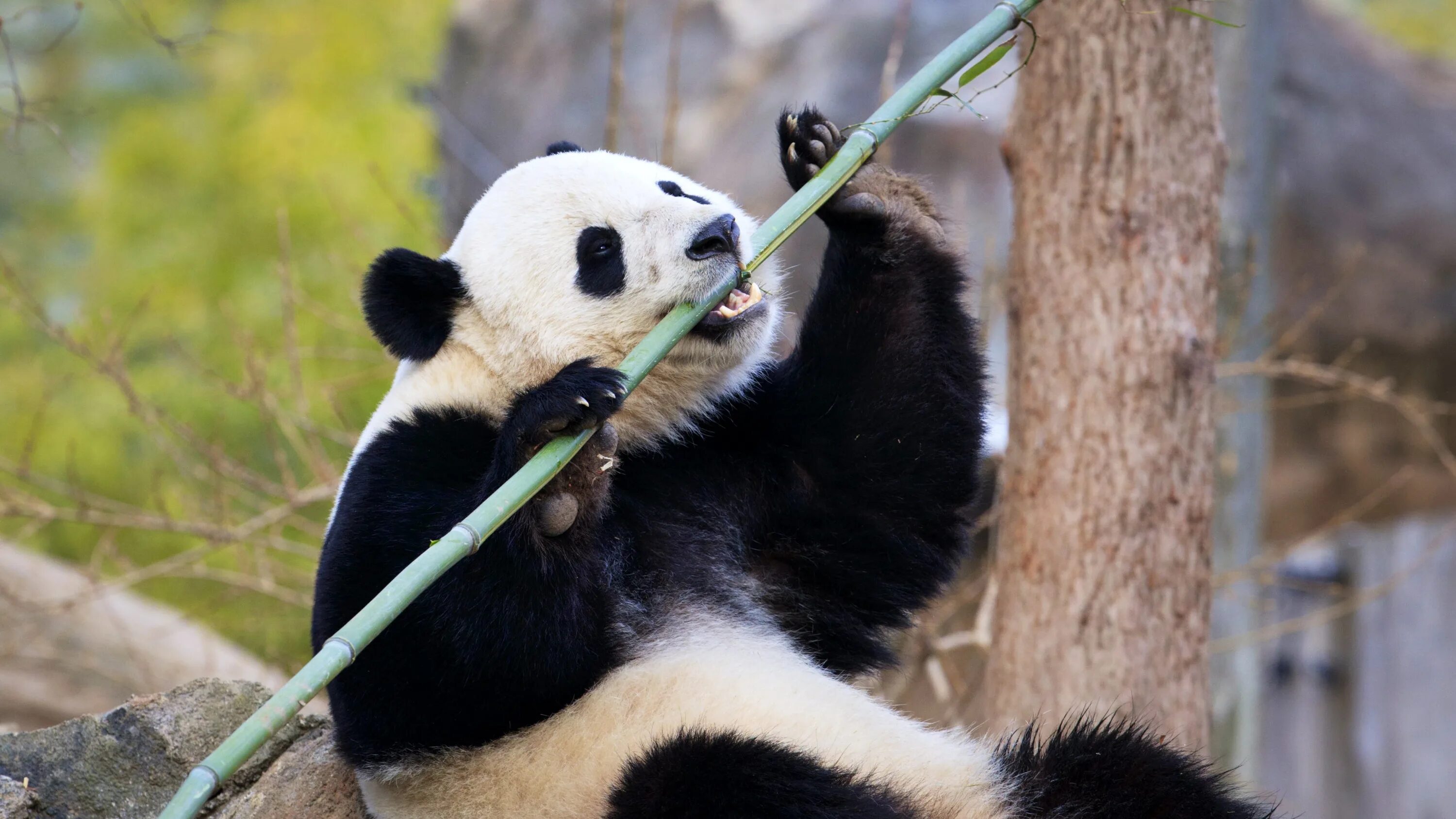 Year pandas