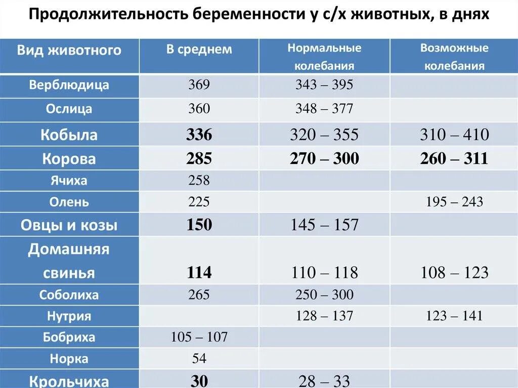 Сроки беременности у животных. Сроки беременности у животных таблица. Срок беременности у разных животных. Длительность беременности у животных таблица. Срок беременности у коров