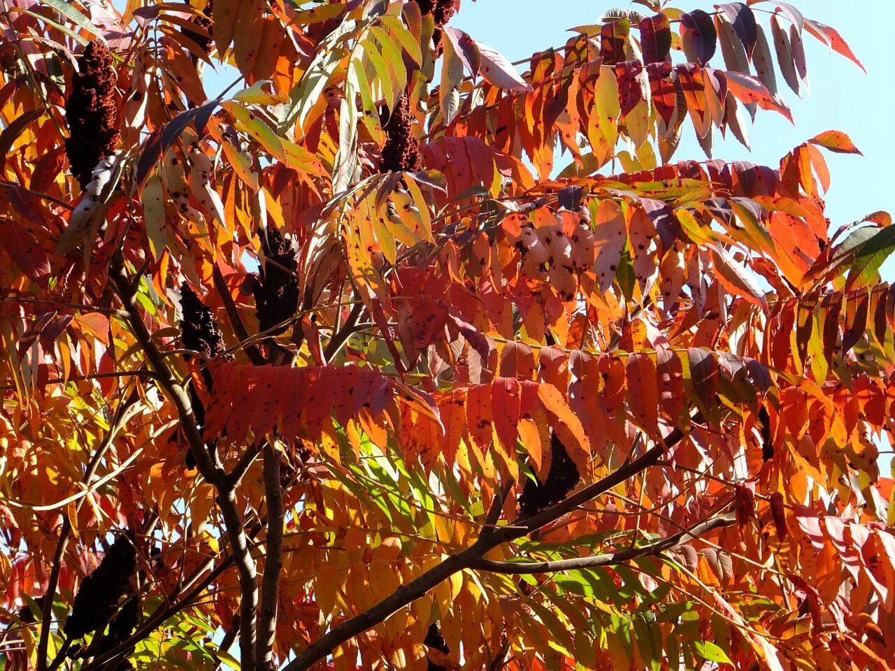 Сумах оленерогий уксусное дерево. Сумах уксусный Rhus typhina. Сумах оленерогий, пушистый, уксусное дерево (Rhus typhina).. Сумах оленерогий дерево осенью.