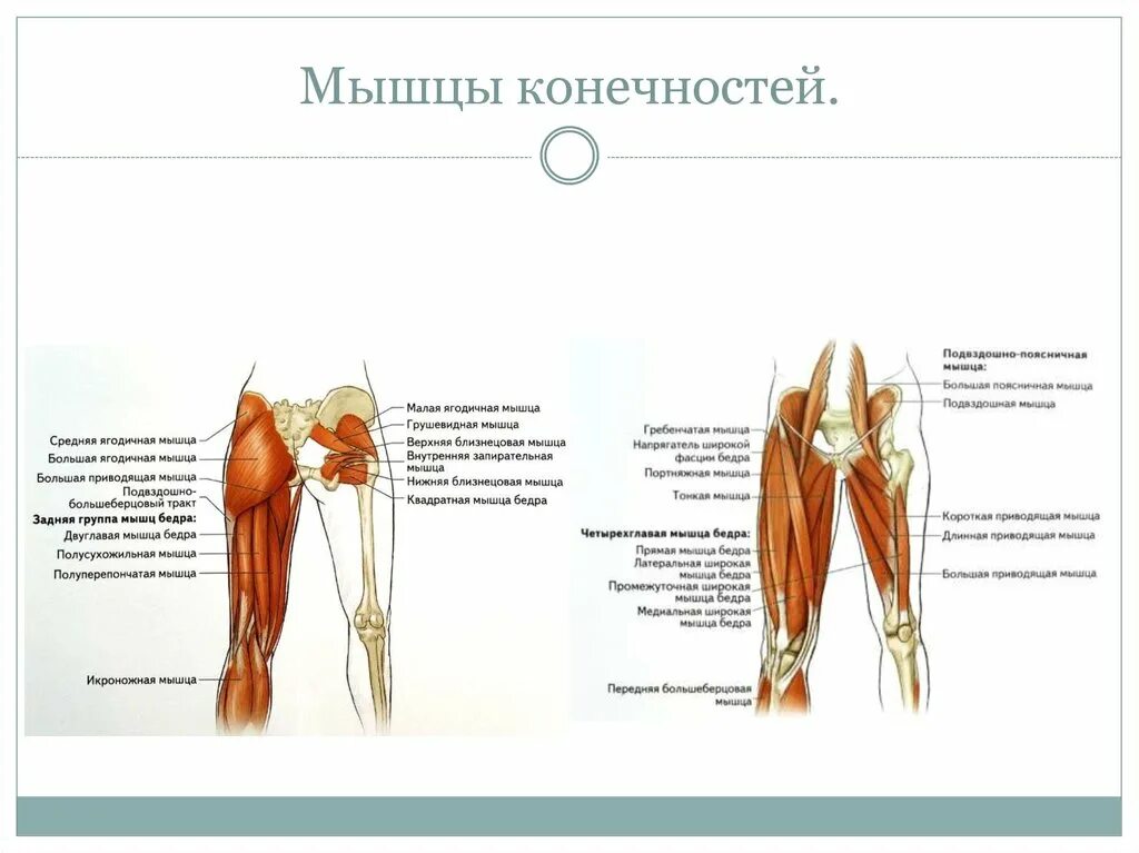 Функции приводящих мышц. Полусухожильная мышца анатомия. Полусухожильная и полуперепончатая мышцы. Мышцы бедра анатомия. Мышцы бедра анатомия человека.