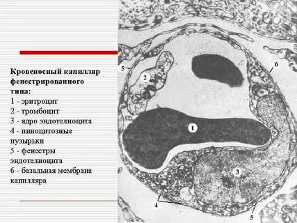 Гемокапилляры