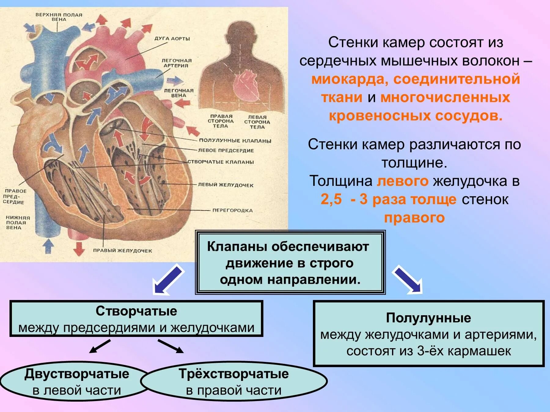 Стенки предсердий и желудочков. Стенки камер сердца. Толщина мышечных стенок сердца. Толщина миокарда правого желудочка. Строение камер и стенок сердца.