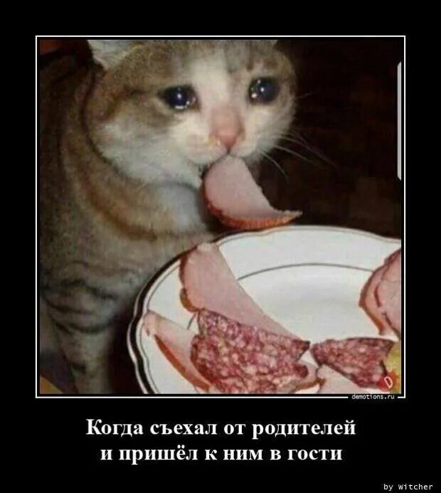 И вкусно и грустно. Плачущий кот. Плачущий котик ест. Кот ест колбасу и плачет. Вкусно и грустно.