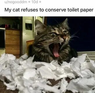 Destroy cat