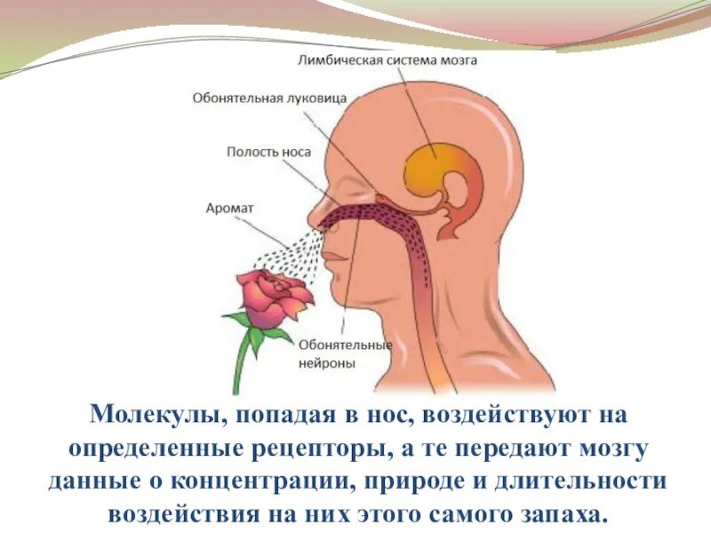 Презентация запахи в жизни человека. Механизм воздействия запахов на человека. Рецепторы запаха в носу. Мозг и запахи.