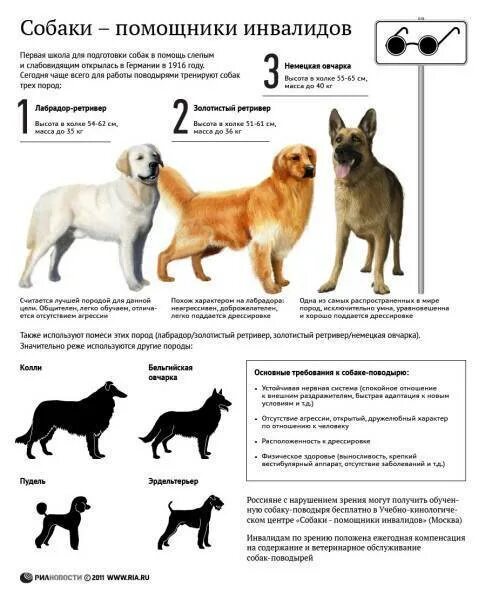 Выберите породы. Лабрадор параметры породы. Немецкая овчарка стандарт породы. Памятка для собаководов. Полезная информация для владельцев собак.