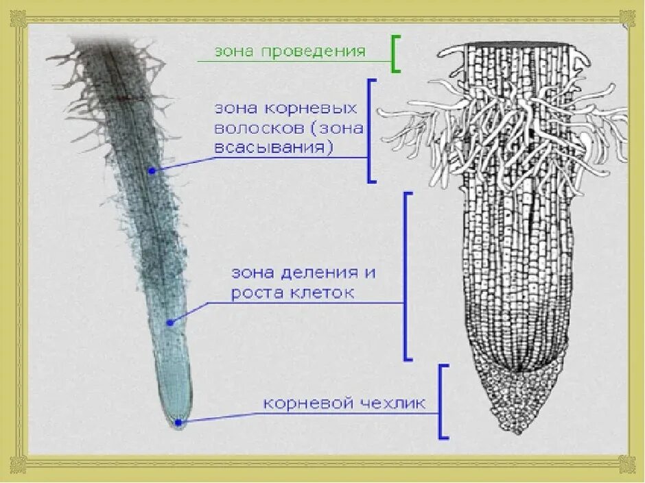 Строение зоны корня рисунок. Корневой чехлик под микроскопом. Корневой чехлик и волоски. Корневой чехлик у фасоли. Корневой чехлик гороха.