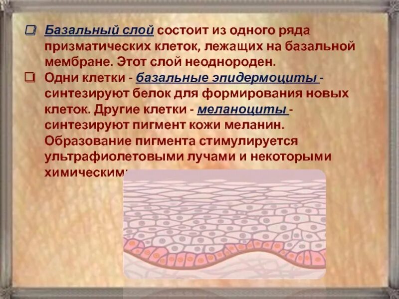 Клетки лежат на базальной мембране. Строение базального слоя. Клетки лежат на базальной мембране. Клетки лежат на базальной мембране. Однослойный плоский эпителий строение.