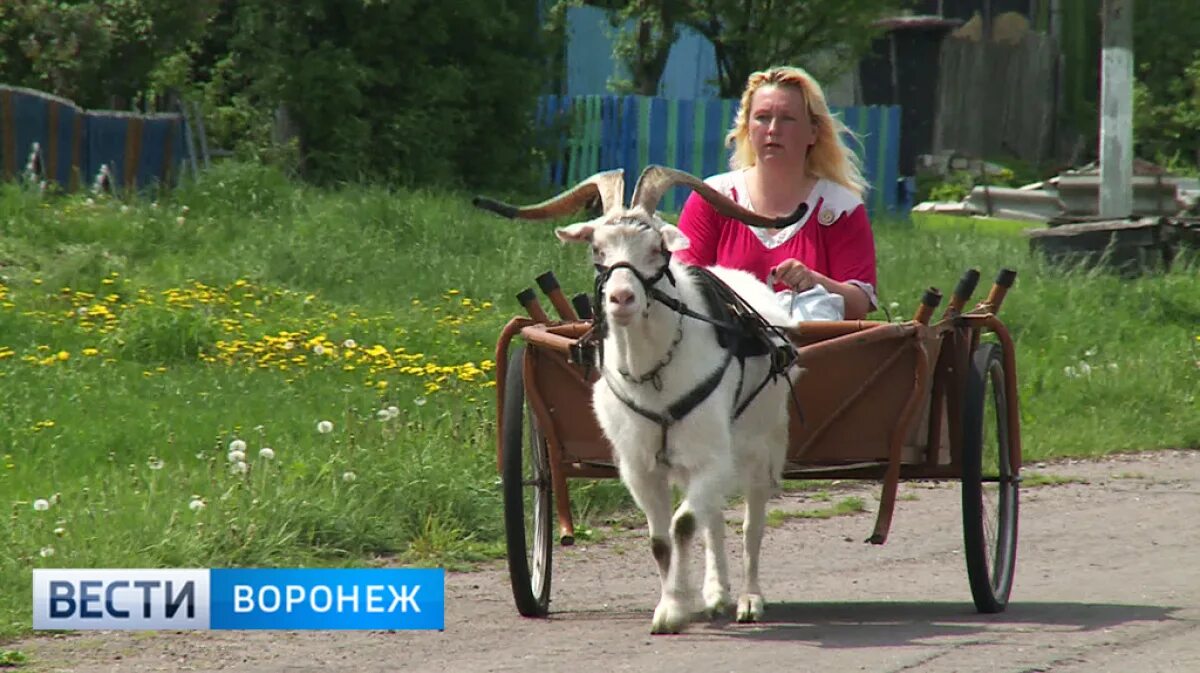 Верхом на козе. Верхом на козле. Женщина запряженная в повозку. Тележка для козла.