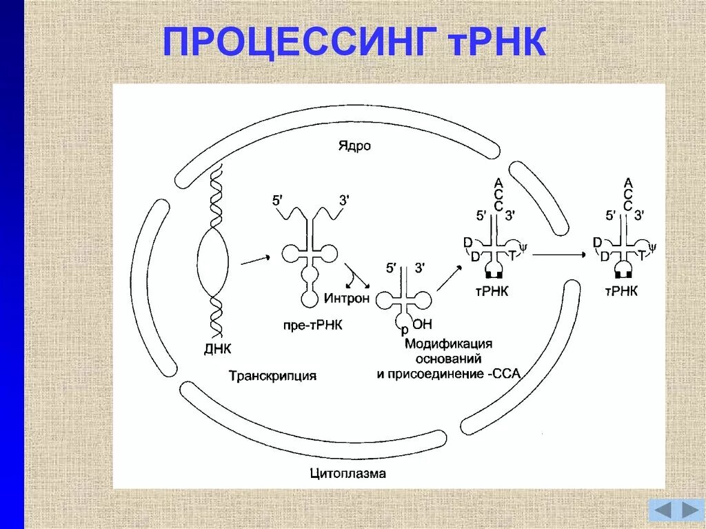 Процессинг Синтез ТРНК. Процессинг предшественника транспортной РНК. Процессинг ТРНК У эукариот. Процессинг ТРНК И РРНК У эукариот. Процессинг синтез