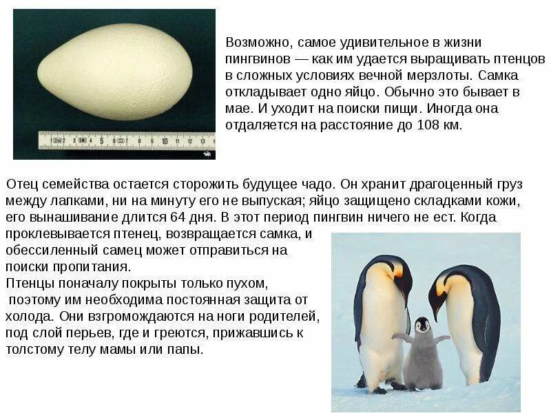 Как размножаются и развиваются пингвины
