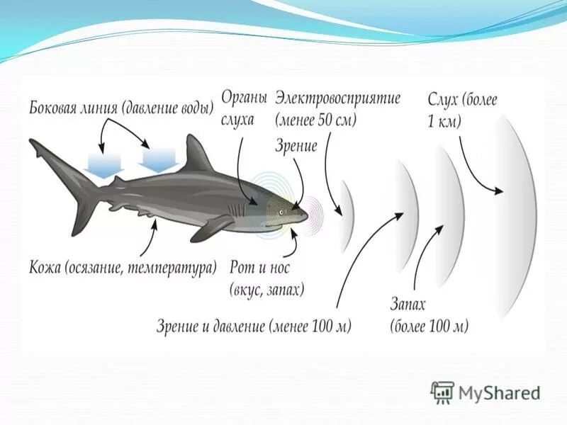 какое оплодотворение характерно для хрящевых рыб