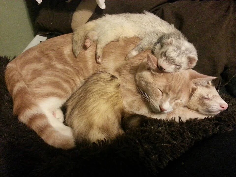 взрослая кошка. два кота в одной квартире. подружатся ли котята. объятия животных. ласка и кот.