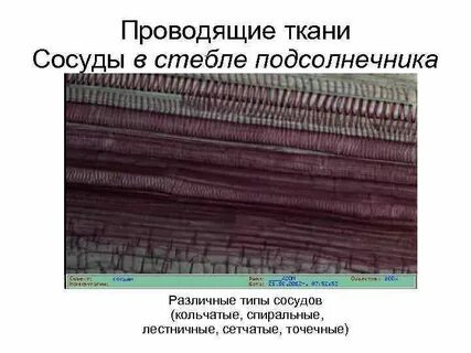 Какие ткани образуют сосуды