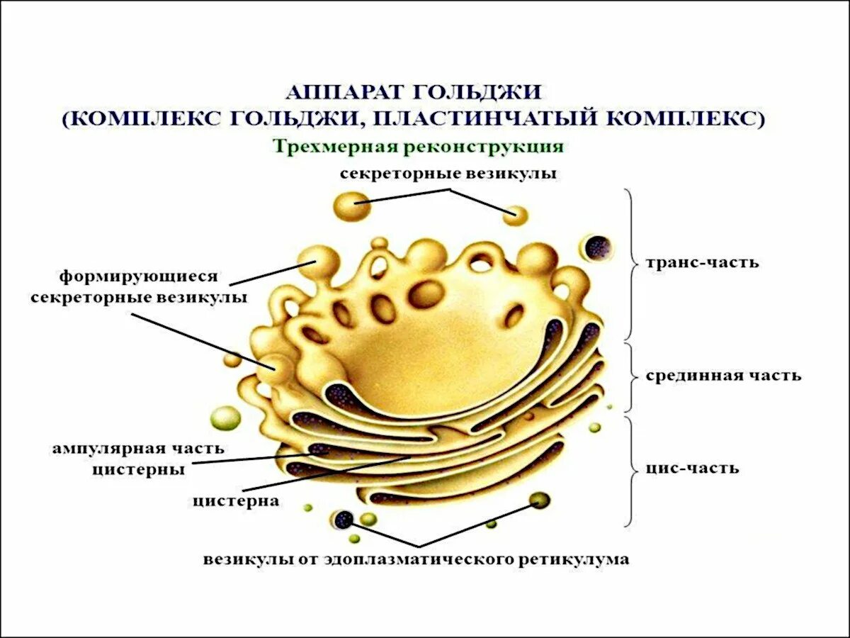 Органоид комплекс гольджи рисунок. Комплекс аппарат гольджи функции. функции комплекса гольджи в клетке 9 класс. аппарат гольджи строение органоида. аппарат гольджи одномембранный органоид.