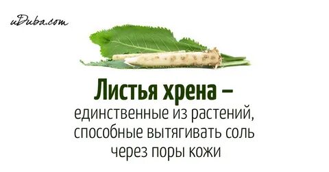 Хрен прикладывать