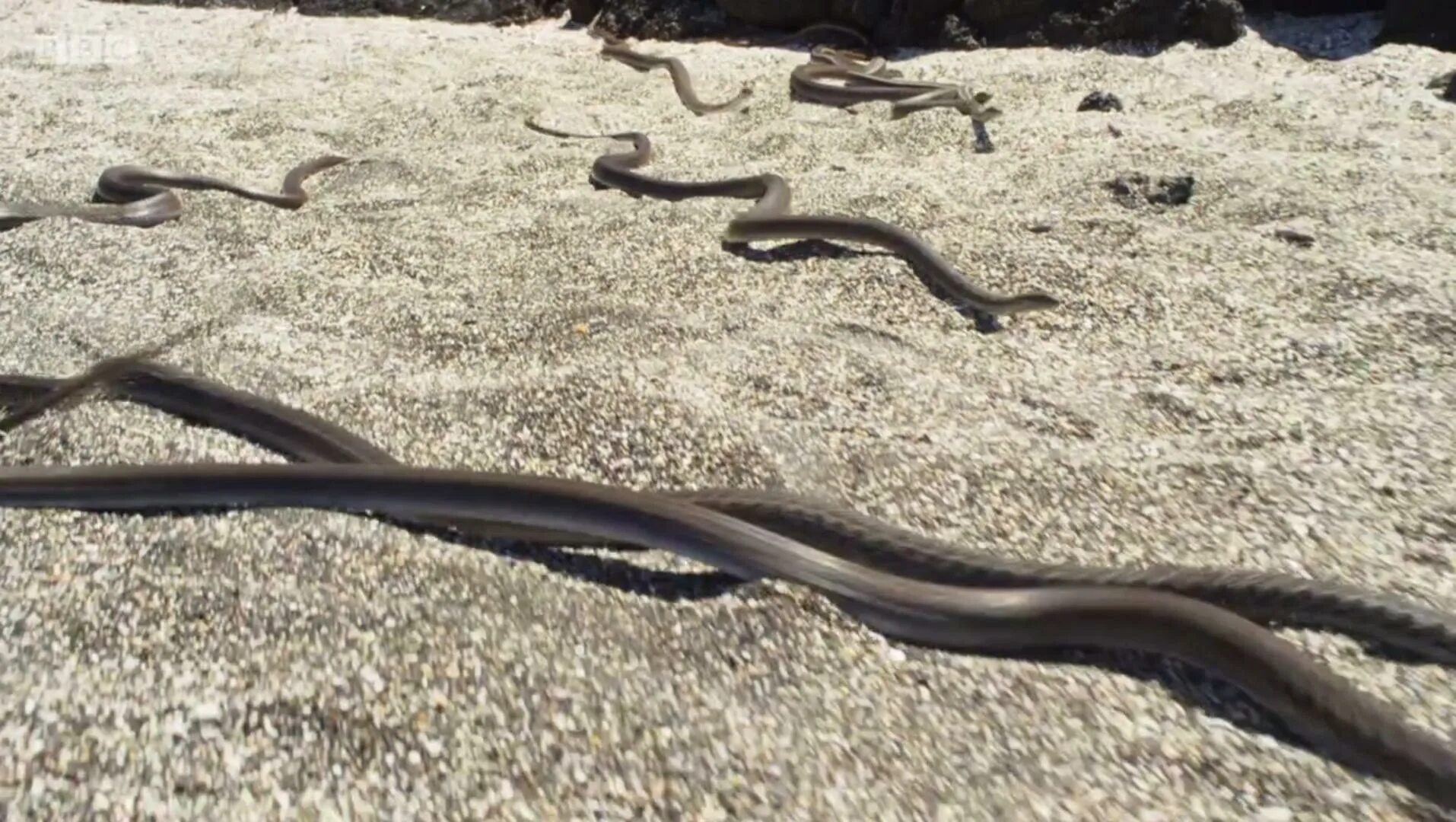 Галапагосские острова ящерицы и змеи. Собака убегает от ящерица. Быстрая ящерица покидает поле боя. Быстрая ящерица покидает поле боя. Ящерка убегает от змей.