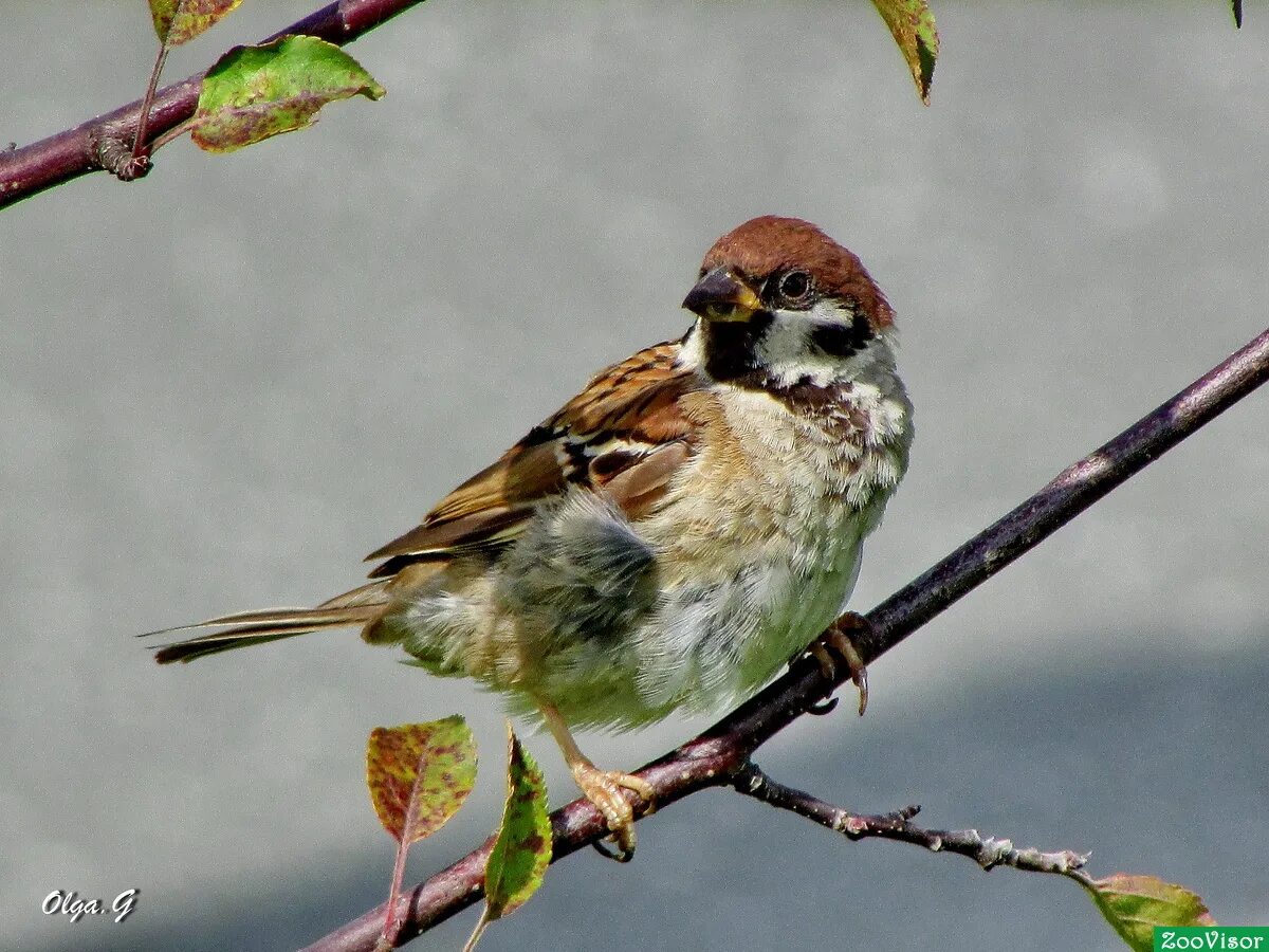 воробей пашка паустовский. иллюстрация к произведению паустовского растрепанный воробей 3 класс. маленький рассказ паустовского. растрепанный воробей какой был воробей. иллюстрации к рассказу паустовского растрепанный воробей.